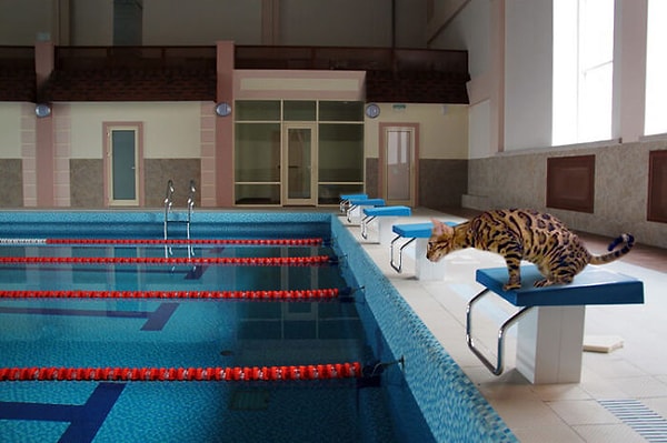 10. Отважный пловец Симба