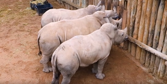 Sütleri Biten Bebek Gergedanların Kalpleri Eriten Duygusal Anları