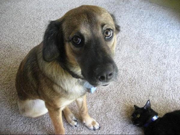 14. Он выглядит виноватым, но... что насчет кошки? Да, она выглядит мертвой