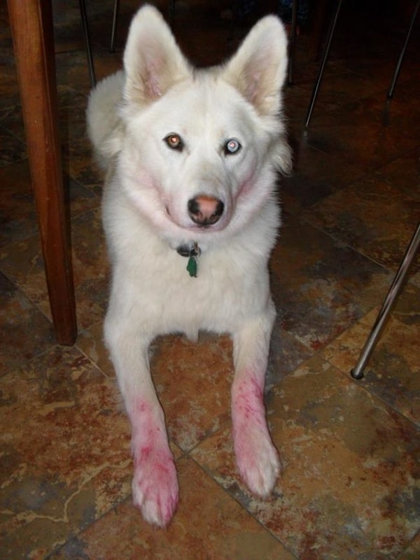 16. Ее нужно красить на губы, а не на лапы, глупыш