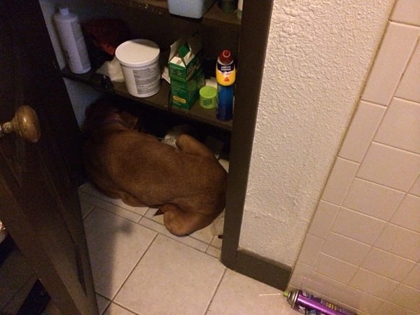 19. Если ты не виноват, тогда зачем прячешься?