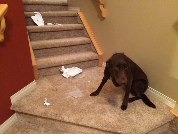 21. "Ты же знаешь, как сильно я люблю роллы"