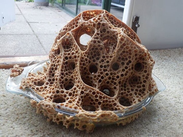 Tripofobi sahibi bireyler, fotoğraflara bakarken nefret hissi, mide bulantısı ya da kusma isteği duyduklarını belirtmişler.