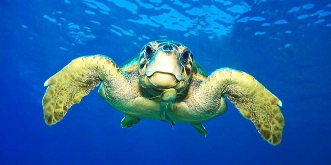 WWF: Deniz Kaplumbağaları Tehdit Altında