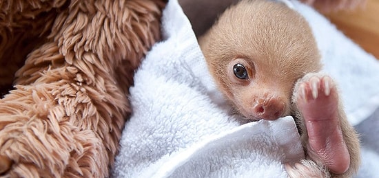 Маленькие ленивцы, потерявшие мам, из приюта в Коста-Рике