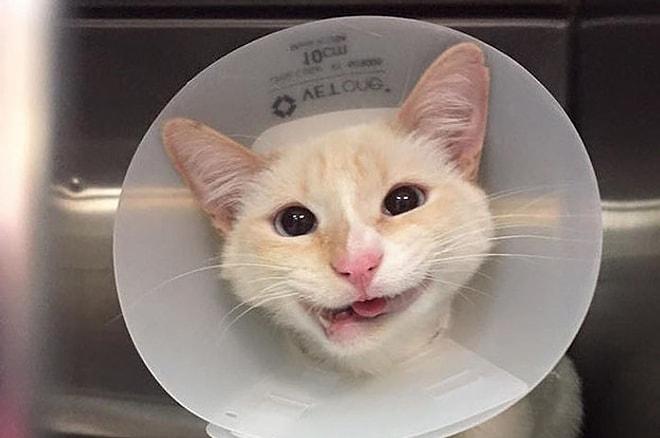 Geçirdiği Korkunç Kaza Sonucu Hayata Sıcak Gülümsemesiyle Bakan Kedi