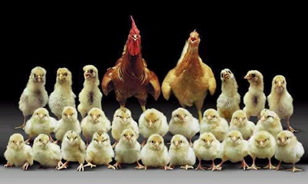 Aile planlaması, günümüzde tüm ülkelerin önemle üzerinde durduğu bir konu.