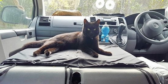 „Я уволился с работы, чтобы поехать путешествовать по Австралии с кошкой“