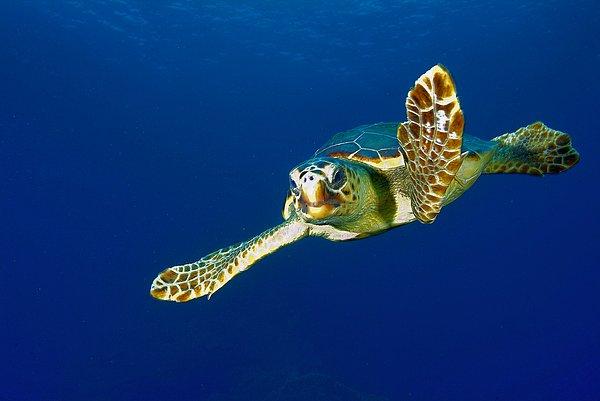Deniz kaplumbağalarını tehdit eden faktörler