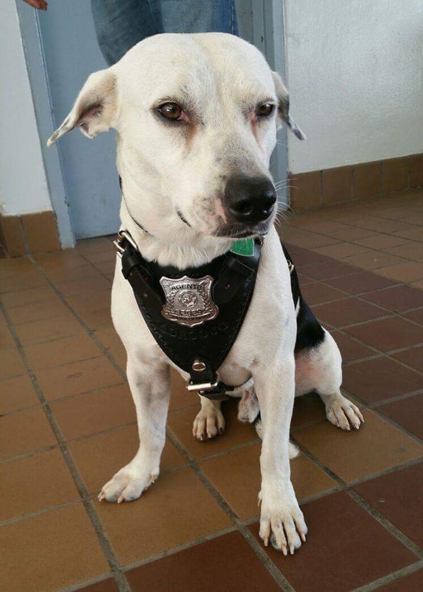 2. Истощенный и побитый, еле волоча лапы, пес Горги появился перед дверью полицейского участка