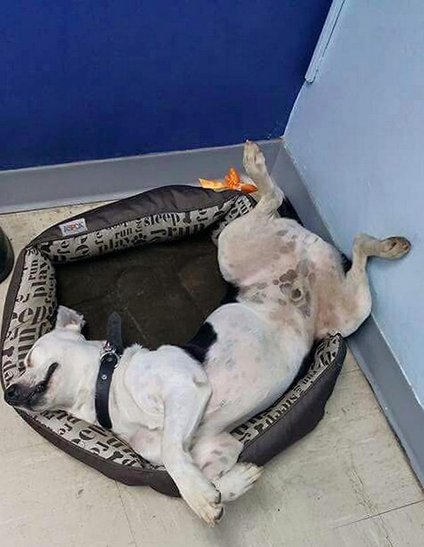 7. Хотя иногда может показаться, что он тут босс :)