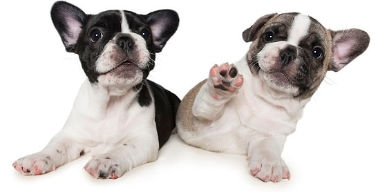 Лучший друг человека: 22 собаки передают привет на фото