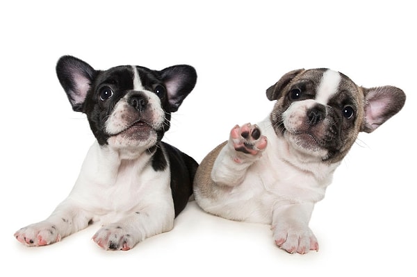 1. "Вот как мы, щенки, говорим "Привет!"