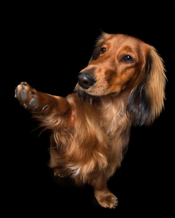 4. "Лапу целуй"