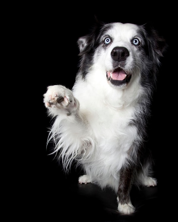 10. "Если ты счастлив, подними лапу"