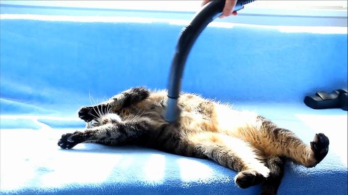 Elektrikli Süpürge ile Kendine Bir Güzel Masaj Yaptıran Kedi