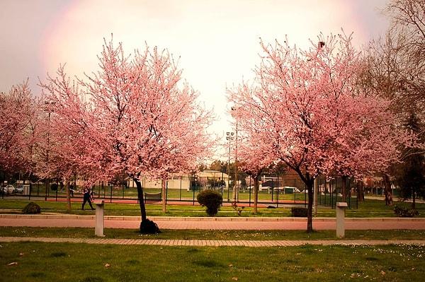 7. Bahar dönemlerinde de bütün güzelliğiyle çiçek açmış ağaçları görebileceksiniz.