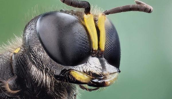 18. Arıların toplamda beş adet gözü vardır.