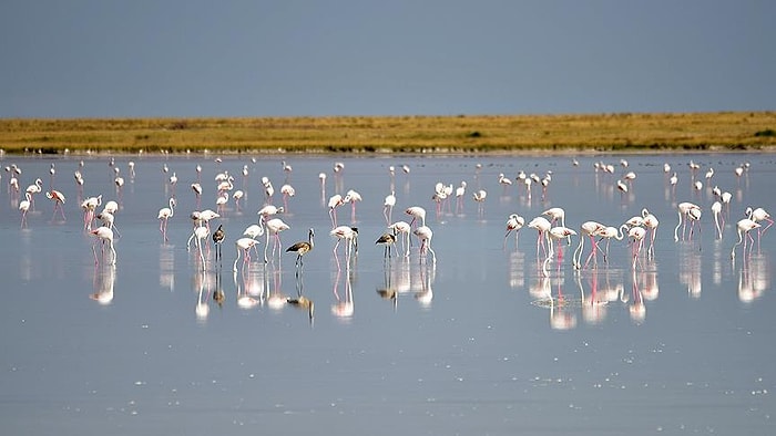 Flamingolar Koruma Altına Alınacak