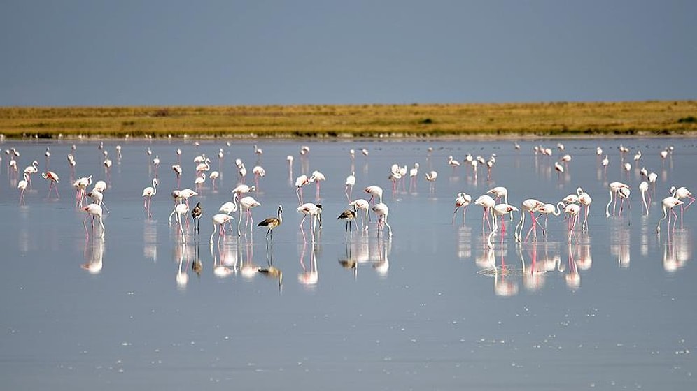 Flamingolar Koruma Altına Alınacak