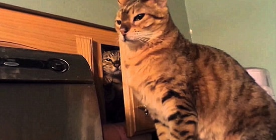 Çok Büyük Hayvanlık Olduğu Halde Yapması İnanılmaz Zevkli Olan 15 Şey