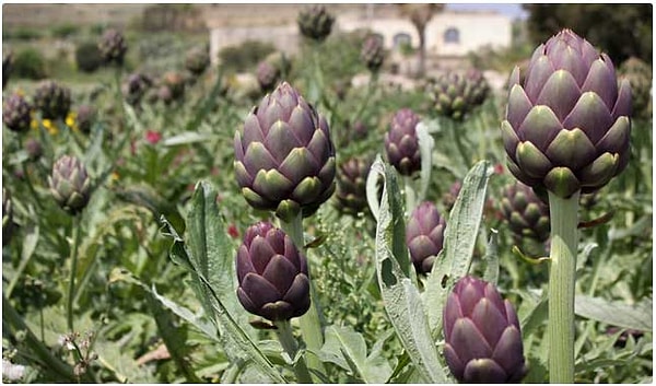 15. Артишоки