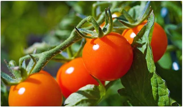 10. Томаты