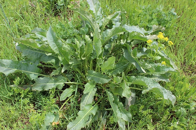 7. Kıvırcık Labada