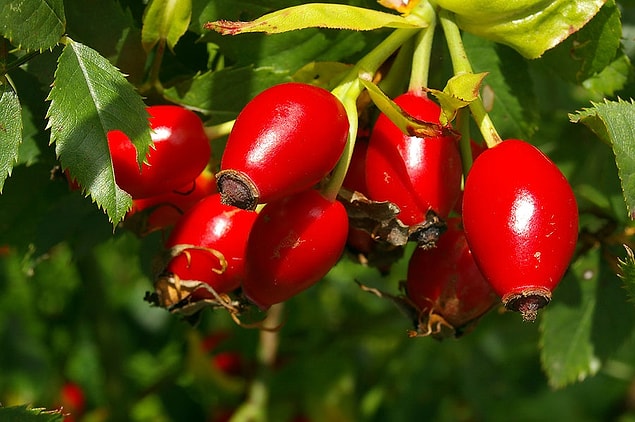 11. Kuşburnu
