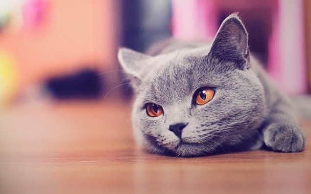 3. Duman