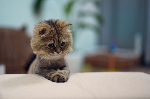9. Simba