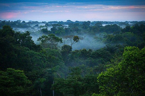 Brezilya bununla yetinmeyip çalışmalarına tam gaz devam etmeyi ve orman yok olma akışını 2030’da tamamen durdurmayı planlıyor.