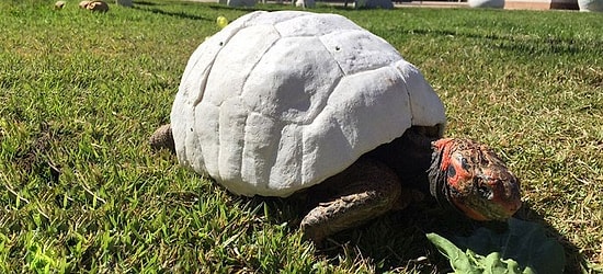 Тони Старк в мире животных: покалеченная черепаха получает новый панцирь