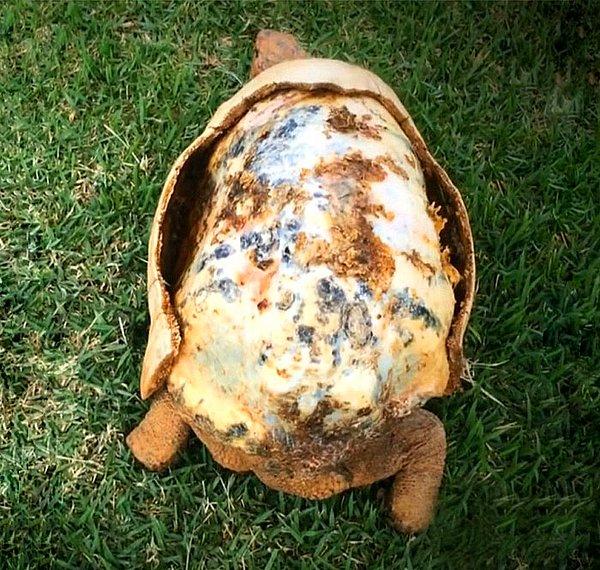Çalılıklarda çıkan bir yangının en değerli hazinesi olan kabuğunu alıp götürdüğü sevimli kaplumbağa, bir grup muhteşem insan sayesinde eski haline yeniden kavuştu.