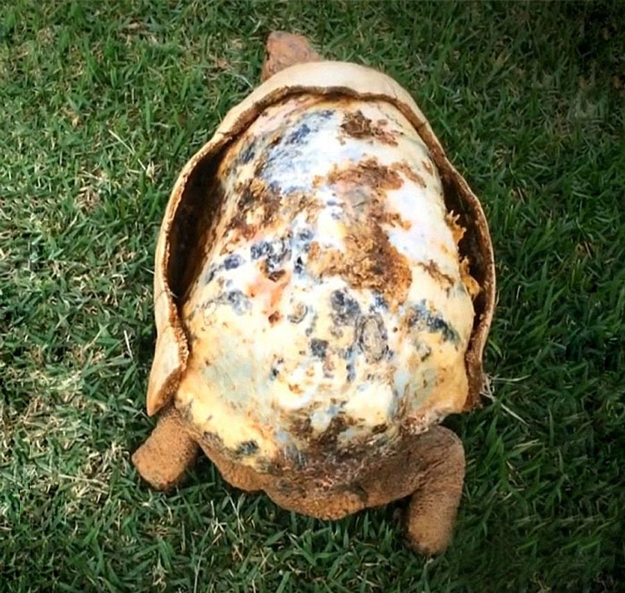 Черепаха без панциря бездомная