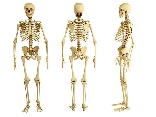 10. Yetişkin bir insan vücudunda toplamda kaç kemik bulunur peki biliyor musun?