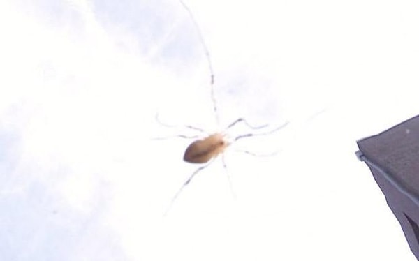 4. Насекомое приземлилось на камеру