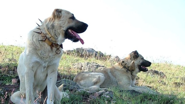12. Kangalı ile meşhur ilimizin plaka kodu kaçtır?