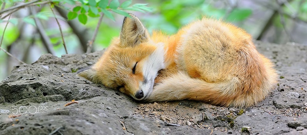 11 очаровательных лисят: рыжие пушистые шарики