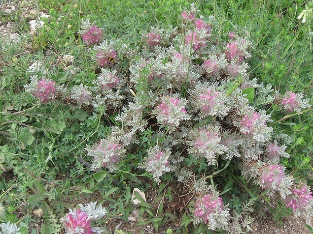 Geven Otu (Astragalus Membranaceus)