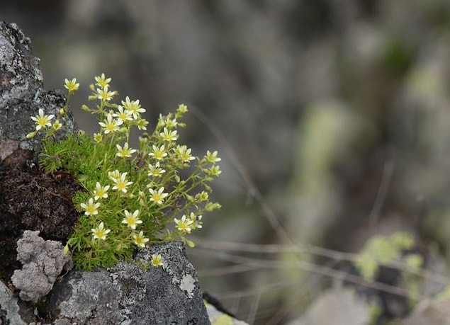 Taşkıran Otu (Sxifraga Paniculata)