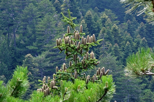 Kazdağı Göknarı (Abies Equi-Trojani)