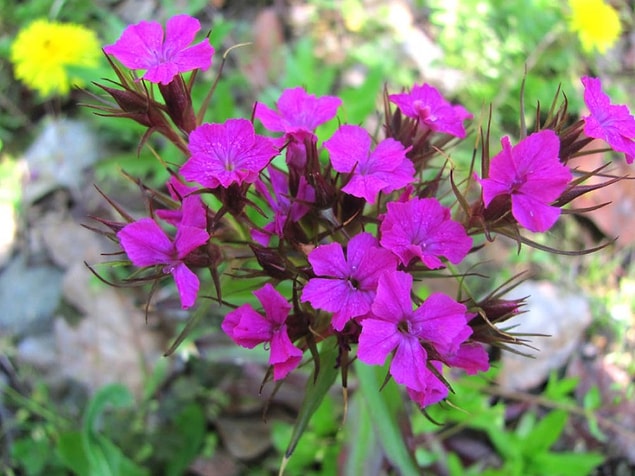 9. Hüsnüyusuf (Dianthus Barbatus)