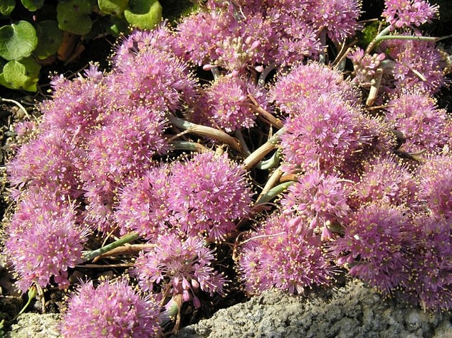 Yabani Sarımsak (Allium Kurtzianum)