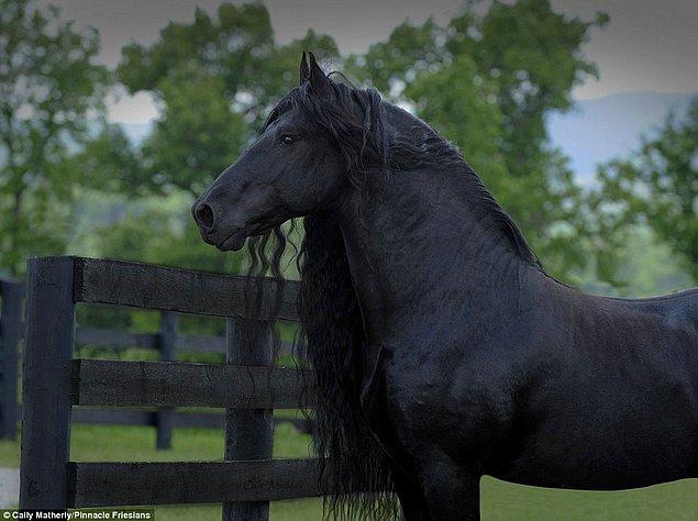 Sosyal medya kullanıcıları tarafından dünyanın en yakışıklı atı olarak nitelendiriliyor.😎