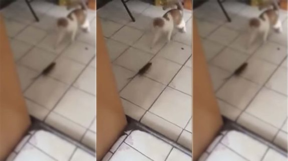 Bu İşte Bir Terslik Var! Evin İçinde Kedi Kovalayan Cesur Fare