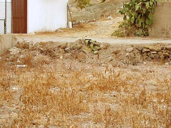 10. Какое животное спрятано на фотографии?