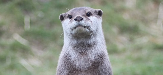 Неприкрытое зло: истинная сущность выдры