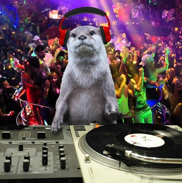 3. Выдра-жокей