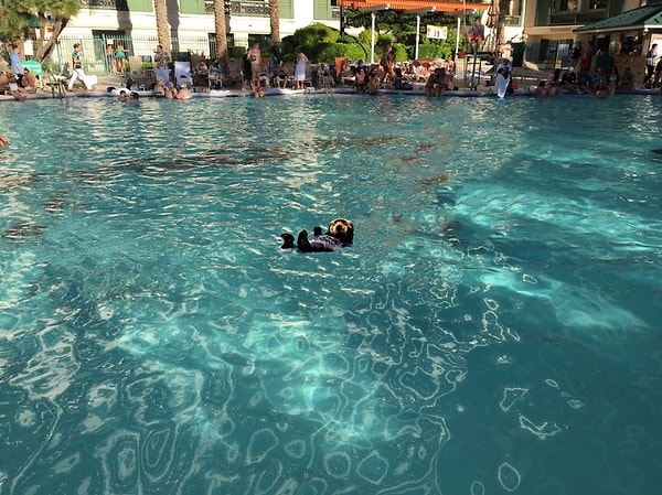 13. Вечеринка в бассейне